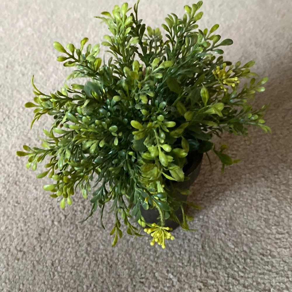 Potted Greenery